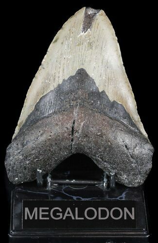 Heavy, Megalodon Tooth - North Carolina #49502